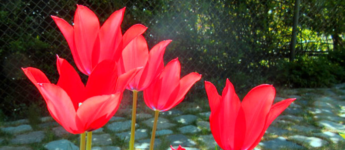 Tulpen